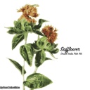 FIDENS SAFFLOWER IMPERIAL IPA 8.2%