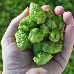 GoldenStateHops