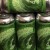 Tree House Brewing: Bright w/ Nelson (4 cans)