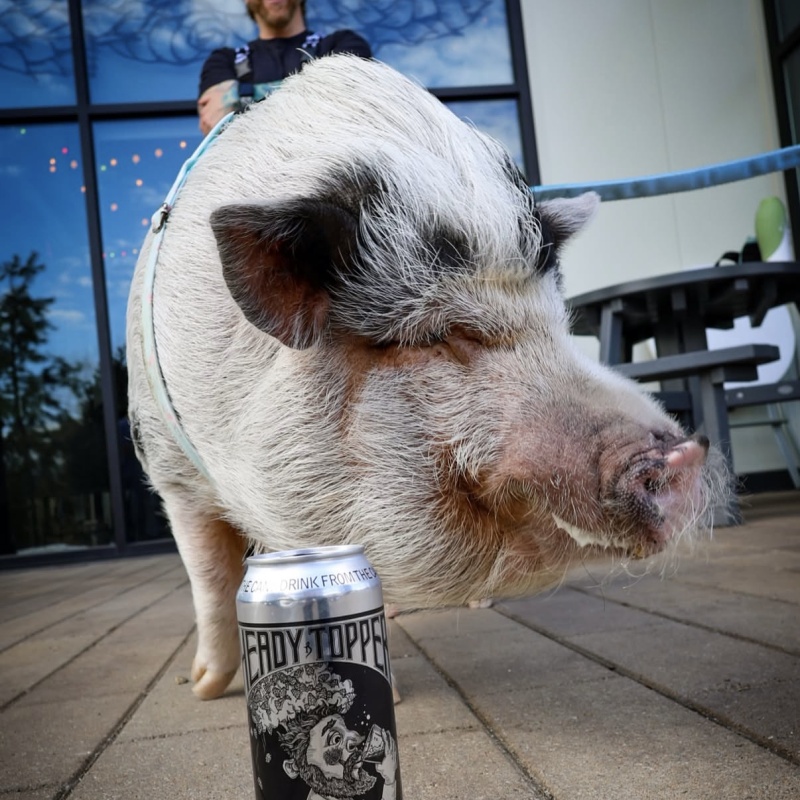Alchemist 24 cans of Heady Topper. Brewed fresh and cold on 3/9/26. The best of Vermont!