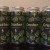 (4) Fresh cans of THE CRUSHER by ALCHEMIST brewery. 100 rated IPA beer!